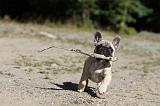 BOULEDOGUE FRANCAIS 178